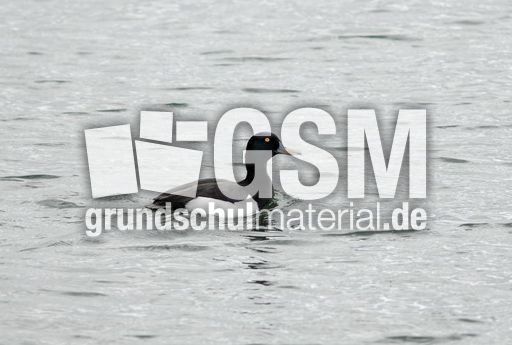 Reiherente (3 von 12).jpg